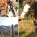 Presidente Perón: robaron tres caballos entrenados para tratar chicos discapacitados