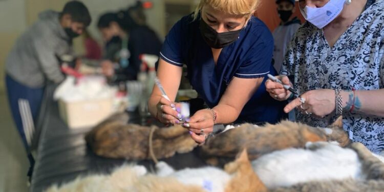 En Glew, zoonosis realizó una jornada récord con más de 250 castraciones