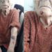Longchamps: salvaje robo a una jubilada de 97 años en su casa
