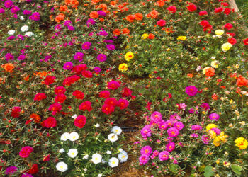 La Granja municipal dictará hoy un curso gratuito sobre flora nativa