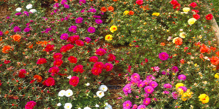 La Granja municipal dictará hoy un curso gratuito sobre flora nativa