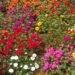 La Granja municipal dictará hoy un curso gratuito sobre flora nativa