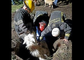 Don Orione: los Bomberos rescataron a un caballo que cayó a un pozo