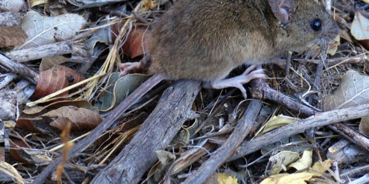 Tras la muerte de un joven piden extremar cuidados por el hantavirus