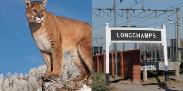 Los vecinos en alerta por un puma suelto en Lonchamps