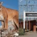 Los vecinos en alerta por un puma suelto en Lonchamps