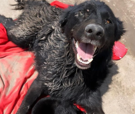 Patitas Glew: encontraron a una perra atropellada que resguardó a su cría por más de 12 horas