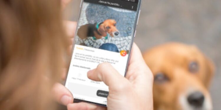 Un joven de Glew diseñó una aplicación para hallar mascotas perdidas