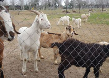 Granja Municipal: visitas guiadas a la huerta para aprovechar en las vacaciones