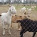 Granja Municipal: visitas guiadas a la huerta para aprovechar en las vacaciones