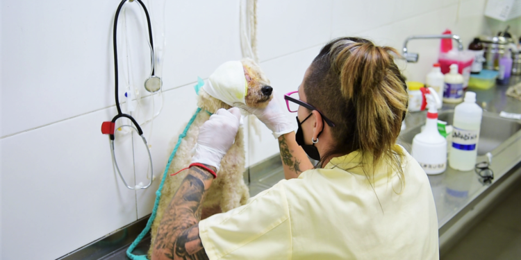 Veterinarios de Zoonosis Brown salvaron a “Beto”, un perro que padecía una avanzada infección