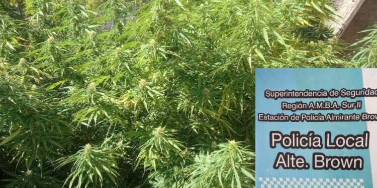 En Glew detuvieron a una vecina que tenía una plantación de cannabis