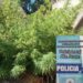 En Glew detuvieron a una vecina que tenía una plantación de cannabis