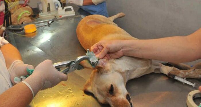 Operativo de castración de mascotas en San José