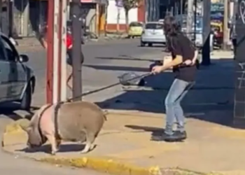Insólito: En Lanús, una vecina sacó a pasear a un chancho