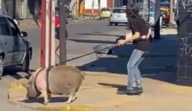 Insólito: En Lanús, una vecina sacó a pasear a un chancho