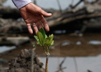 Día Internacional de la Tierra: por qué se celebra y cuáles serán los reclamos de este 2022