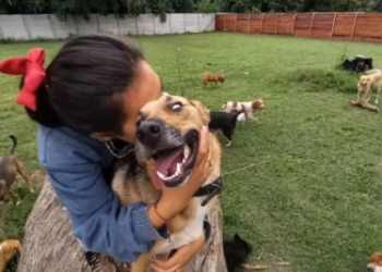 Día Mundial de los Animales: así es la experiencia de la Guardería Canina «Más Amor» de Longchamps