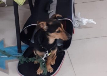 La historia del perro varado en Ezeiza que tendrá que cumplir cuarentena