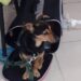 La historia del perro varado en Ezeiza que tendrá que cumplir cuarentena