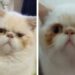 Adrogué: ofrecen $ 10 mil de recompensa por un gato perdido