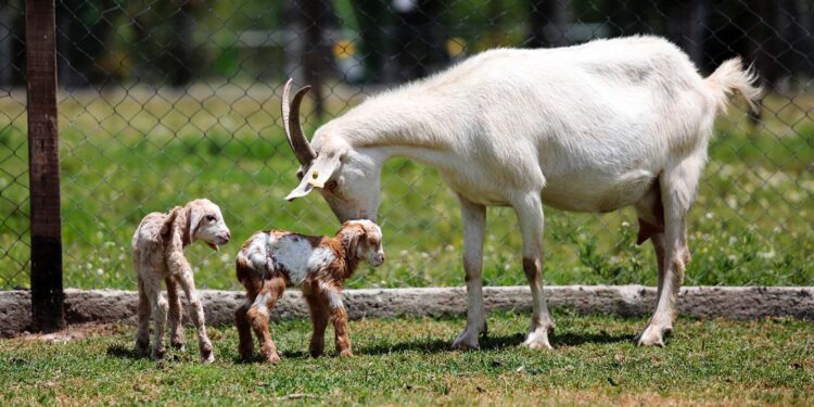 Llega la «Expo Feria 2022» a la granja de Ministro Rivadavia