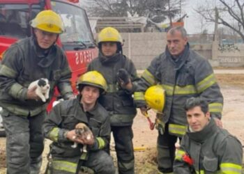 Rescataron de una cañería en Ministro Rivadavia a una perrita y sus tres cachorros