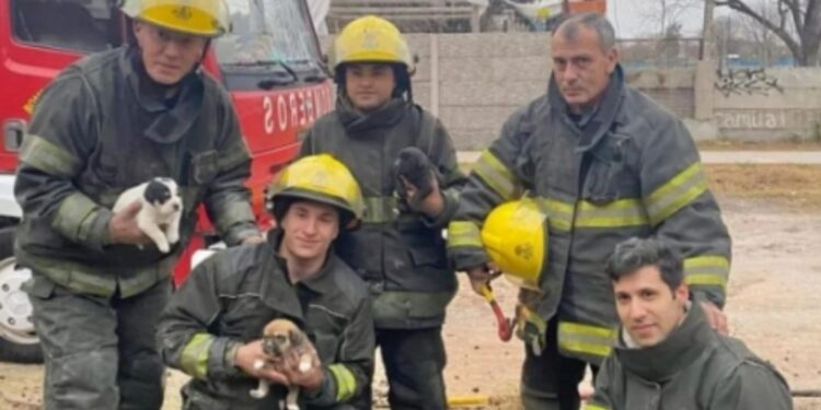 Rescataron de una cañería en Ministro Rivadavia a una perrita y sus tres cachorros