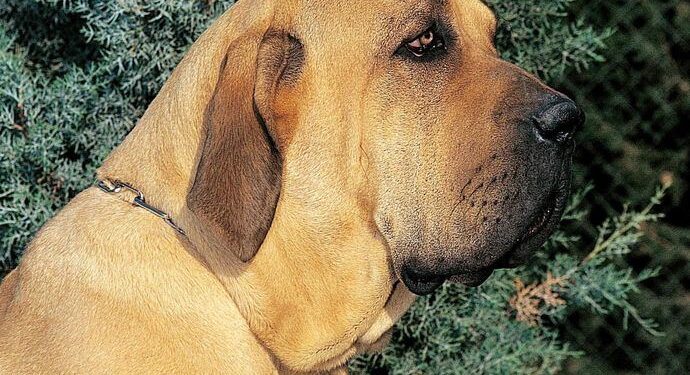 Avellaneda: condena de 6 años y medio de prisión al dueño de tres perros que mutilaron a una persona