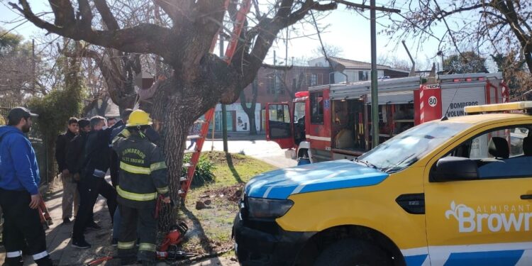 Longchamps: se quedó atorado en un árbol y lo rescataron los Bomberos
