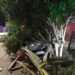 Escapó de un robo, perdió el control del auto y arrancó un árbol