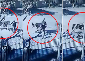 Monte Grande: un nene a caballo atropelló a dos mujeres y una está en coma