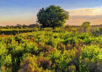 Abrió el segundo concurso de fotografía ambiental en Brown