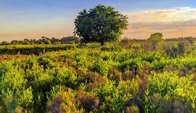 Abrió el segundo concurso de fotografía ambiental en Brown