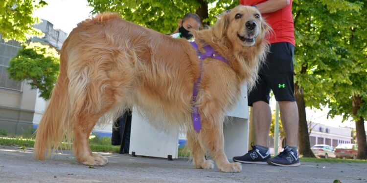 Jornadas de vacunación antirrábica en Glew, Burzaco, Calzada y Mármol