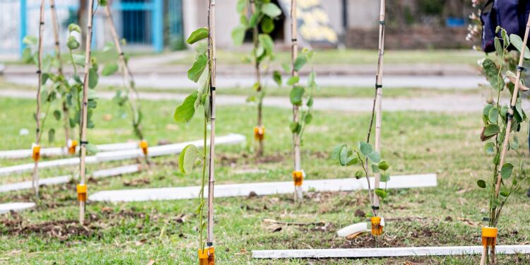 Avanza un plan de forestación potenciando a Brown como pulmón verde