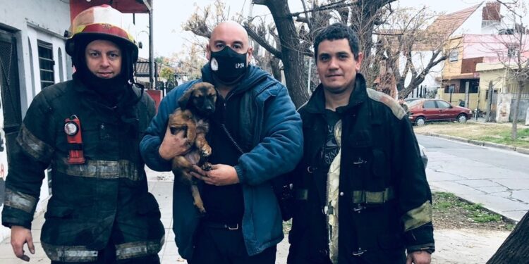 Calzada: arriesgaron su vida para salvar a una perra