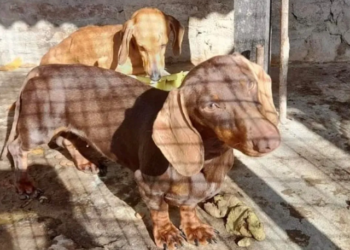 Un refugio de Monte Grande recibió a 52 de los perros salchicha rescatados en Temperley