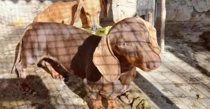 Un refugio de Monte Grande recibió a 52 de los perros salchicha rescatados en Temperley