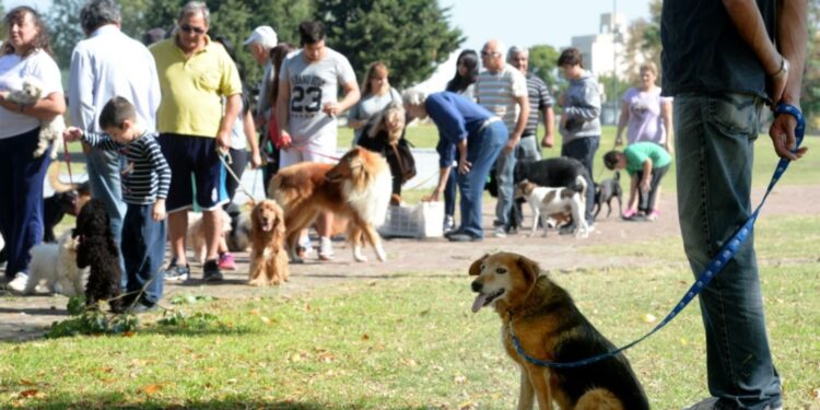 San José: operativo de zoonosis con vacunación antirrábica y desparasitación