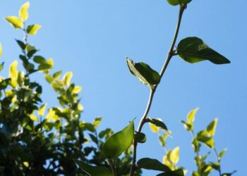 Últimos días para participar de un concurso fotográfico sobre calles y lugares de Almirante Brown
