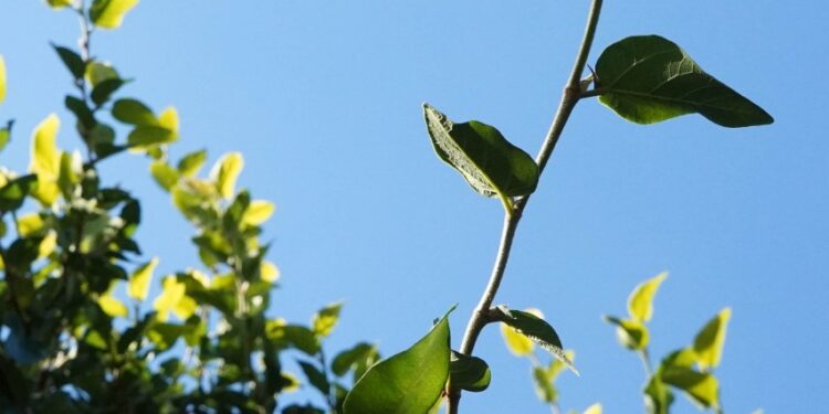 Últimos días para participar de un concurso fotográfico sobre calles y lugares de Almirante Brown
