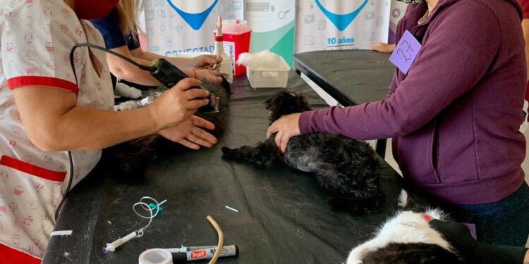 Zoonosis: este sábado llega una nueva jornada de vacunación antirrábica en los barrios
