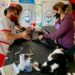 Zoonosis: este sábado llega una nueva jornada de vacunación antirrábica en los barrios