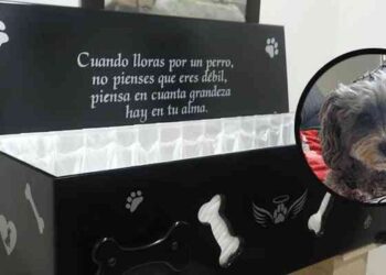 Cremaciones de mascotas: una cochería de Lanús realiza velorios, una tendencia que no para de crecer