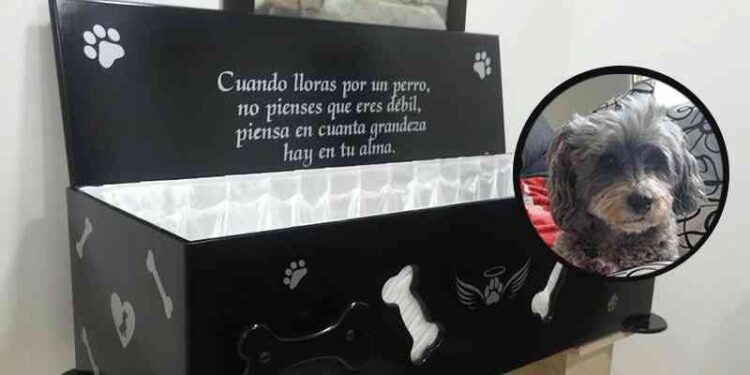 Cremaciones de mascotas: una cochería de Lanús realiza velorios, una tendencia que no para de crecer