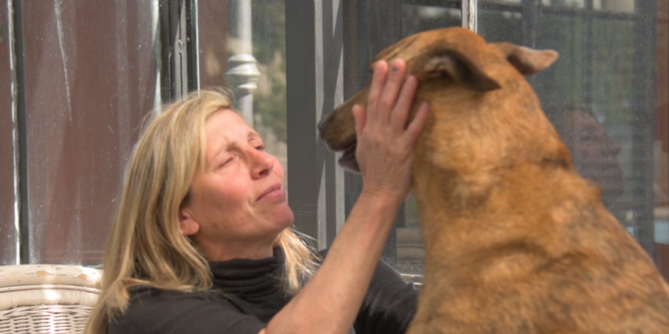 La historia de Poncho, el perro que volvió  tras dos meses gracias a Zoonosis Brown y Bomberos