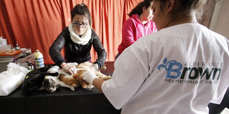 Glew: viernes de castración gratuita de perros y gatos