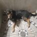 Buscan un hogar para la perrita rescatada en José Mármol