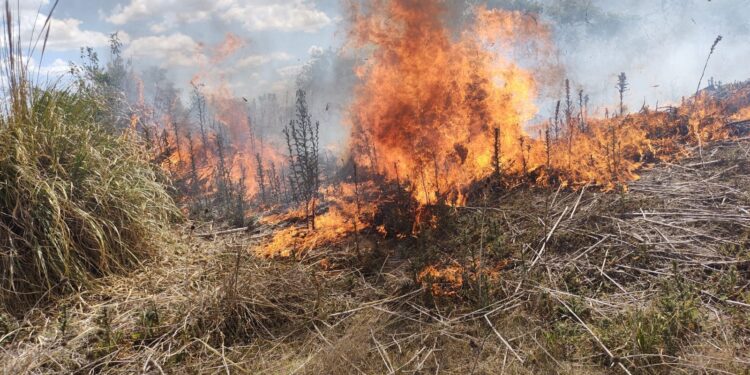 Feroces incendios en predios del parque industrial de Burzaco y de la reserva de Longchamps